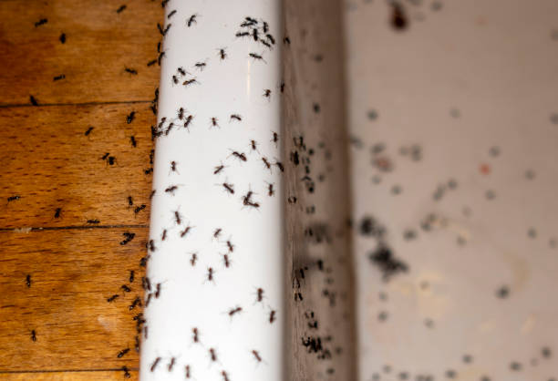 Best Bird Control  in Meadow Woods, FL
