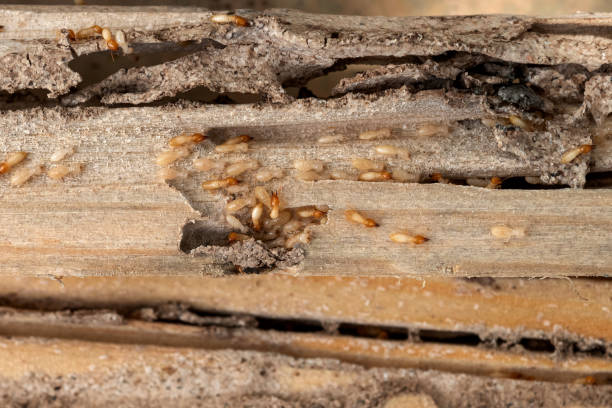 Best Ant Control Services  in Meadow Woods, FL