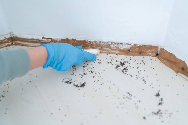 Best Pest Control Near Me  in Meadow Woods, FL